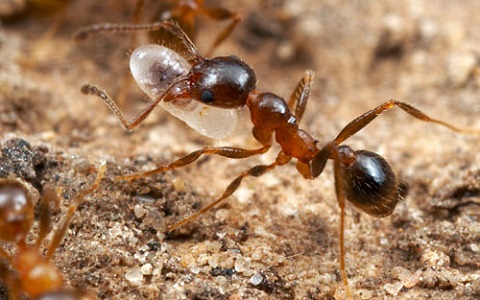 Obrera de Pheidole dentata, especie de hormiga sobre la que se ha hecho el estudio de envejecimiento
